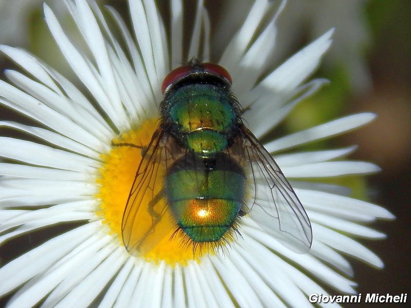 La vita in un fiore (Erigeron annuus)